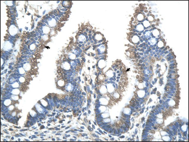 Anti-RNF121 antibody produced in rabbit