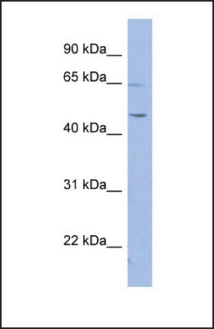 Anti-RNF12, (N-terminal) antibody produced in rabbit