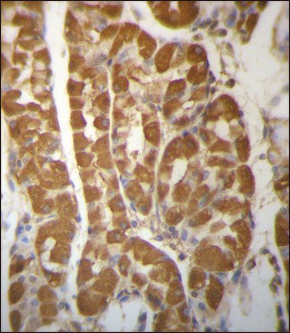 ANTI-ROBLD3 (CENTER) antibody produced in rabbit