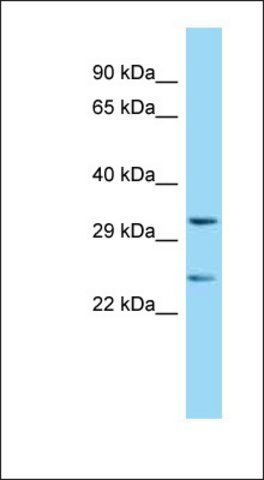 Anti-RNLS antibody produced in rabbit