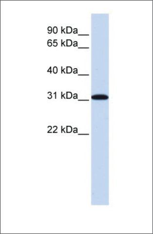 Anti-RPA4 (ab2) antibody produced in rabbit