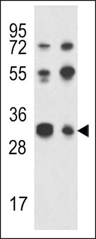 ANTI-RPA43 (C-TERMINAL) antibody produced in rabbit