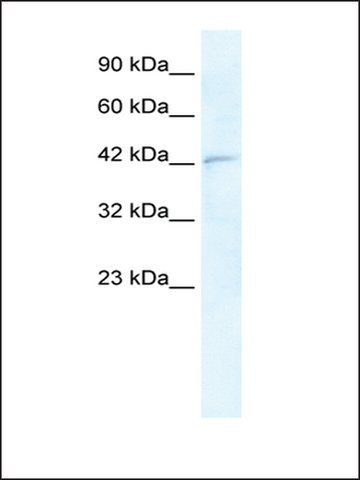 Anti-RNF2 (AB1) antibody produced in rabbit