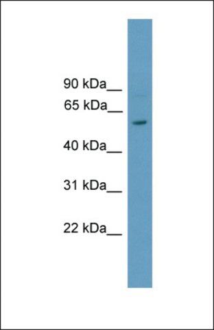 Anti-RORC, (N-terminal) antibody produced in rabbit