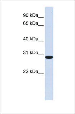 Anti-RPA4 (ab1) antibody produced in rabbit