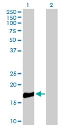 Anti-ROBO3 antibody produced in mouse