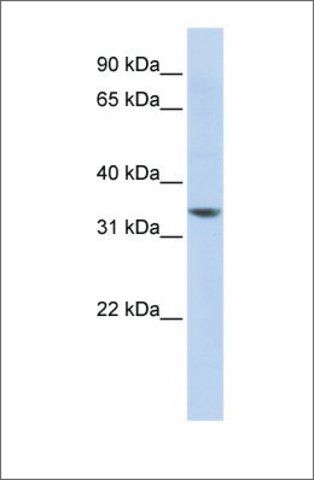 Anti-RP11-50D16.3 antibody produced in rabbit