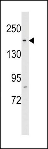 ANTI-RPAP1 (N-TERM) antibody produced in rabbit