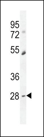 ANTI-RP11-529I10.4 (CENTER) antibody produced in rabbit