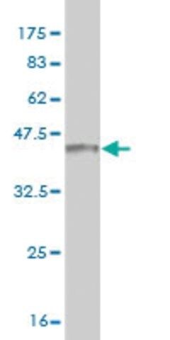 ANTI-RORB antibody produced in mouse