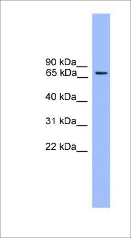 Anti-RPH3A antibody produced in rabbit