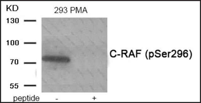 Anti-phospho-C-RAF (pSer<sup>296</sup>) antibody produced in rabbit