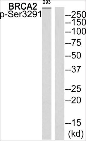 Anti-phospho-BRCA2 (pSer<sup>3291</sup>) antibody produced in rabbit