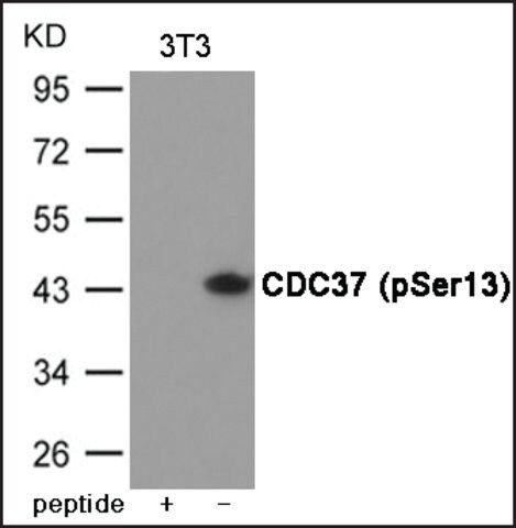 Anti-phospho-CDC37 (pSer<sup>13</sup>) antibody produced in rabbit