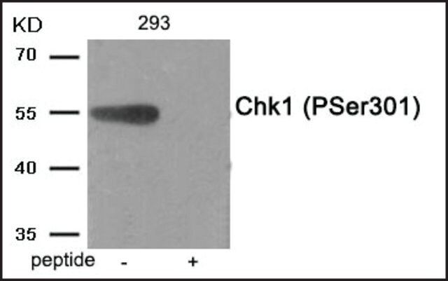 Anti-phospho-Chk1 (pSer<sup>301</sup>) antibody produced in rabbit