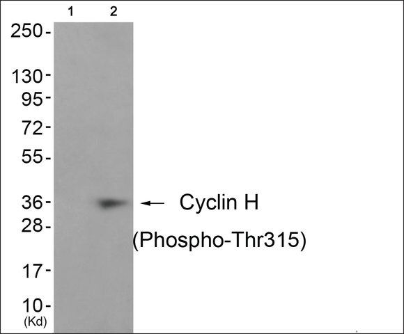 Anti-phospho-Cyclin H (pThr<sup>315</sup>) antibody produced in rabbit