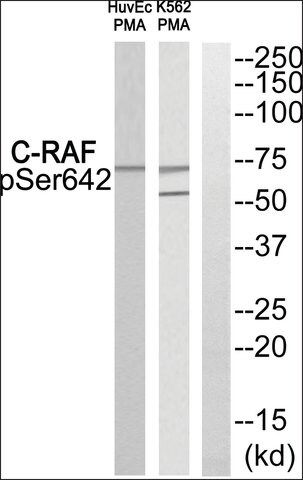 Anti-phospho-C-RAF (pSer<sup>642</sup>) antibody produced in rabbit