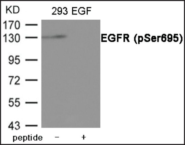 Anti-phospho-EGFR (pSer<sup>695</sup>) antibody produced in rabbit