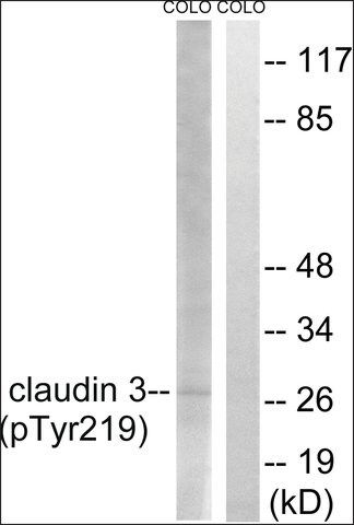 Anti-phospho-Claudin 3 (pTyr<sup>219</sup>) antibody produced in rabbit