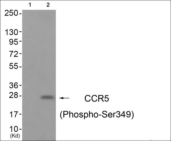 Anti-phospho-CCR5 (pSer<sup>349</sup>) antibody produced in rabbit