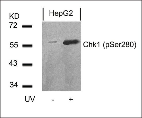 Anti-phospho-CHEK1 (pSer<sup>280</sup>) antibody produced in rabbit