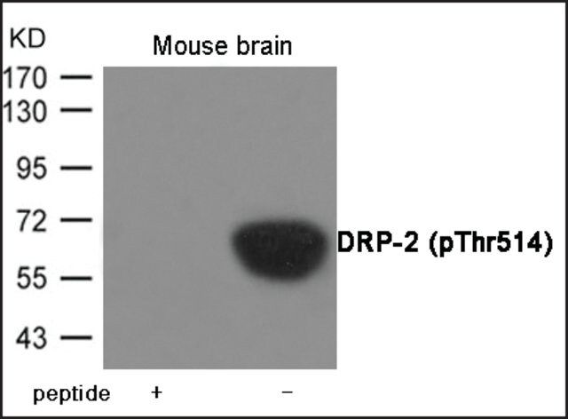 Anti-phospho-DRP-2 (pThr<sup>514</sup>) antibody produced in rabbit