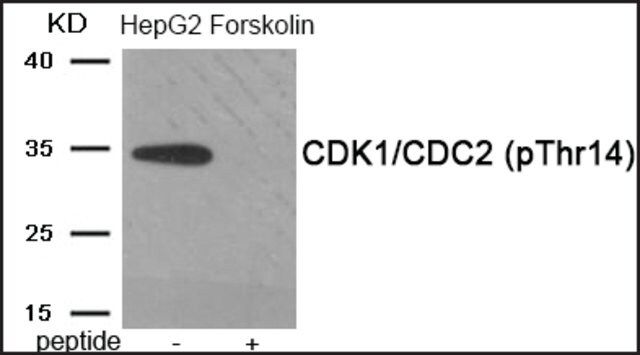 Anti-phospho-CDK1/CDC2 (pThr<sup>14</sup>) antibody produced in rabbit