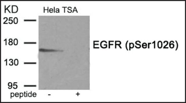 Anti-phospho-EGFR (pSer<sup>1026</sup>) antibody produced in rabbit