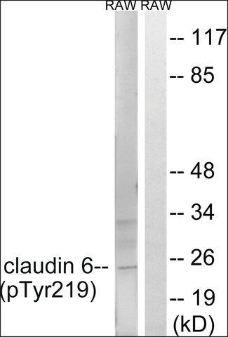 Anti-phospho-Claudin 6 (pTyr<sup>219</sup>) antibody produced in rabbit