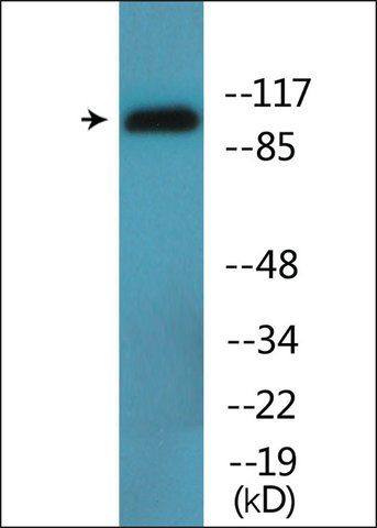 Anti-phospho-DYN1 (pSer<sup>778</sup>) antibody produced in rabbit