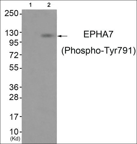 Anti-phospho-EPHA7 (pTyr<sup>791</sup>) antibody produced in rabbit