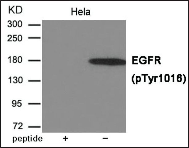 Anti-phospho-EGFR (pTyr<sup>1016</sup>) antibody produced in rabbit