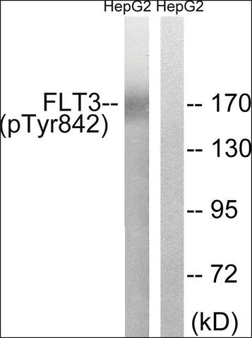 Anti-phospho-FLT3 (pTyr<sup>842</sup>) antibody produced in rabbit