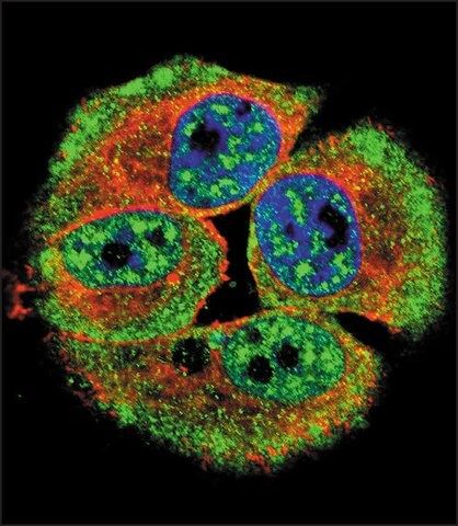 ANTI-PHOSPHO-HER4(Y1162) antibody produced in rabbit