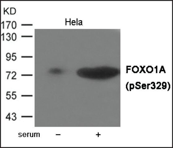 Anti-phospho-FOXO1A (pSer<sup>329</sup>) antibody produced in rabbit