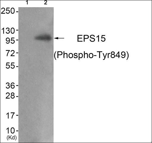 Anti-phospho-EPS15 (pTyr<sup>849</sup>) antibody produced in rabbit