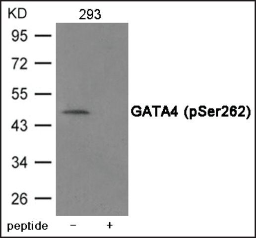 Anti-phospho-GATA4 (pSer<sup>262</sup>) antibody produced in rabbit