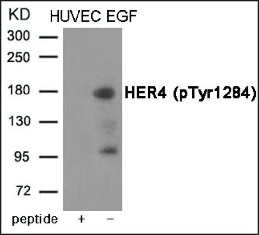 Anti-phospho-HER4 (pTyr<sup>1284</sup>) antibody produced in rabbit