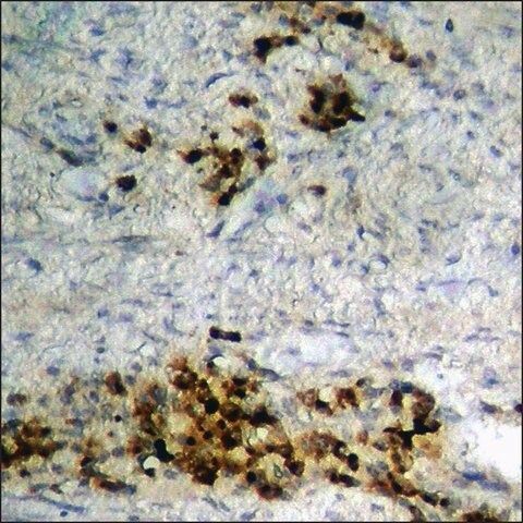 Anti-phospho-HDAC3 (pSer<sup>424</sup>) antibody produced in rabbit