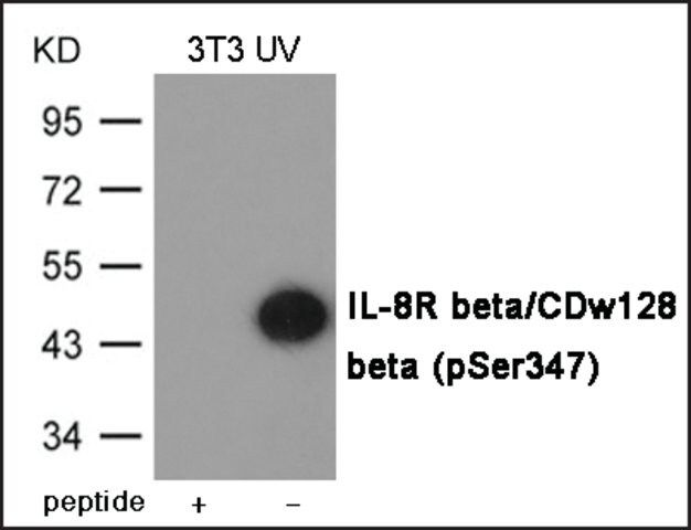 Anti-phospho-IL-8R /CDw128  (pSer<sup>347</sup>) antibody produced in rabbit