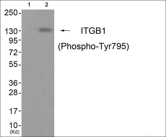 Anti-phospho-ITGB1 (pTyr<sup>795</sup>) antibody produced in rabbit