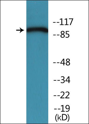 Anti-phospho-IREB1 (pSer<sup>711</sup>) antibody produced in rabbit