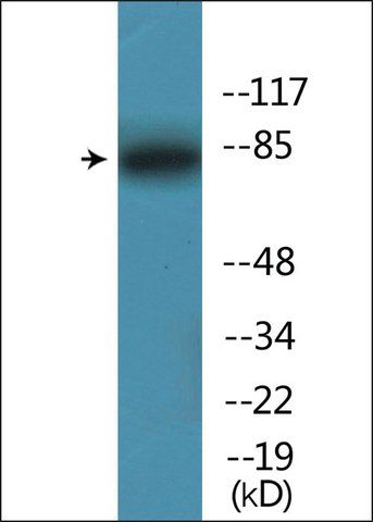 Anti-phospho-Ku80 (pThr<sup>714</sup>) antibody produced in rabbit