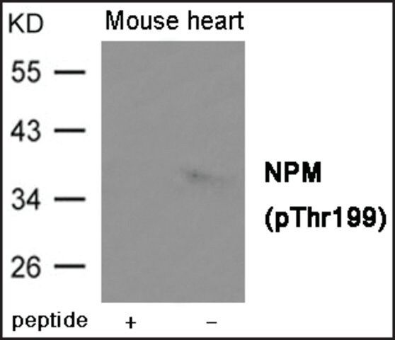 Anti-phospho-NPM (pThr<sup>199</sup>) antibody produced in rabbit