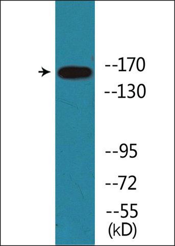 Anti-phospho-NMDAR2B (pTyr<sup>1474</sup>) antibody produced in rabbit