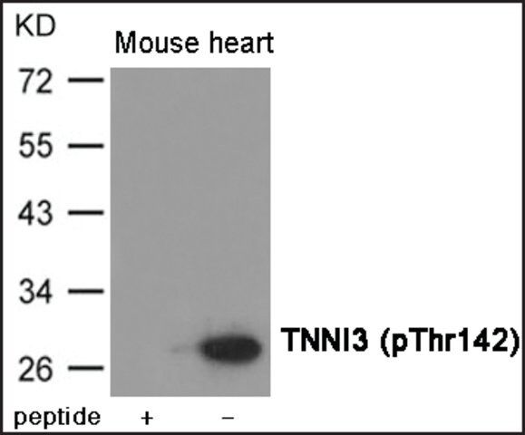 Anti-phospho-TNNI3 (pThr<sup>142</sup>) antibody produced in rabbit