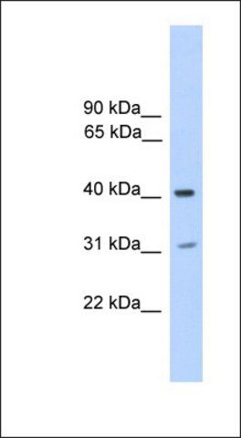 Anti-PHOSPHO2 antibody produced in rabbit