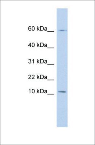 Anti-PI3 (ab2) antibody produced in rabbit