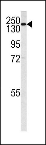 ANTI-PI3KC2G (N-TERM) antibody produced in rabbit