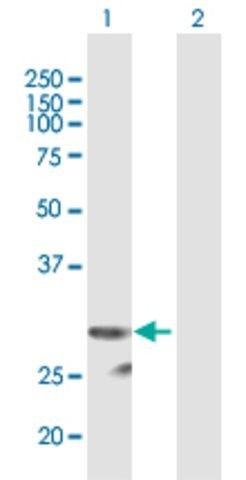 Anti-PI15 antibody produced in mouse